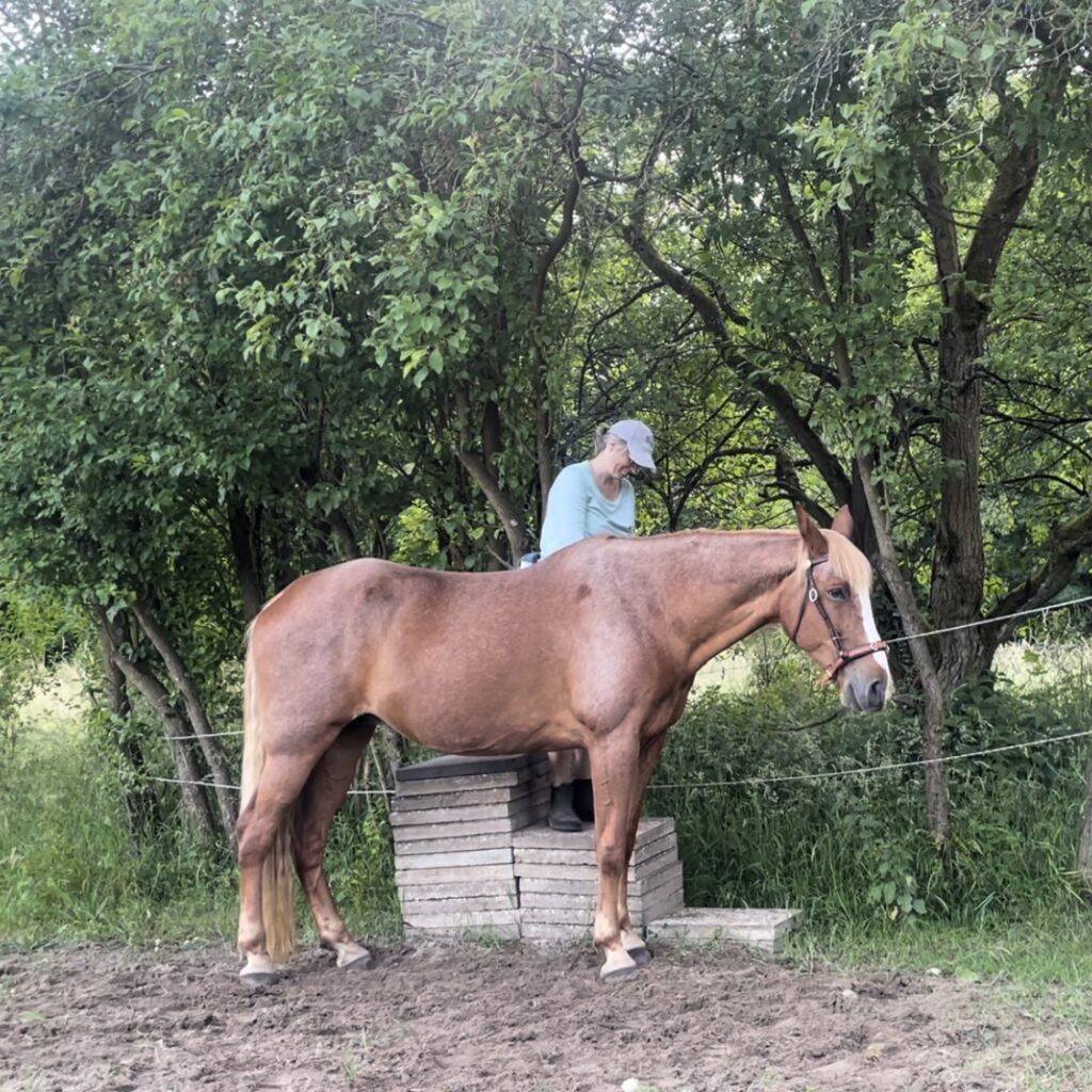 Pferd an der Aufstiegshilfe